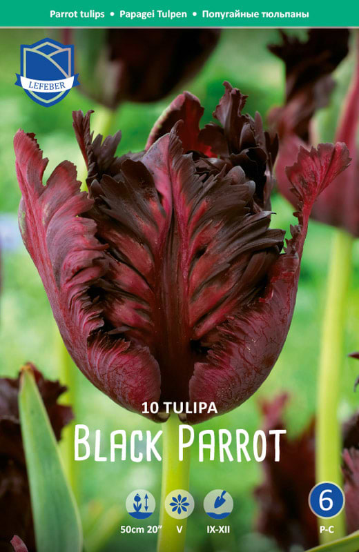 Mørk rødviolet tulipan