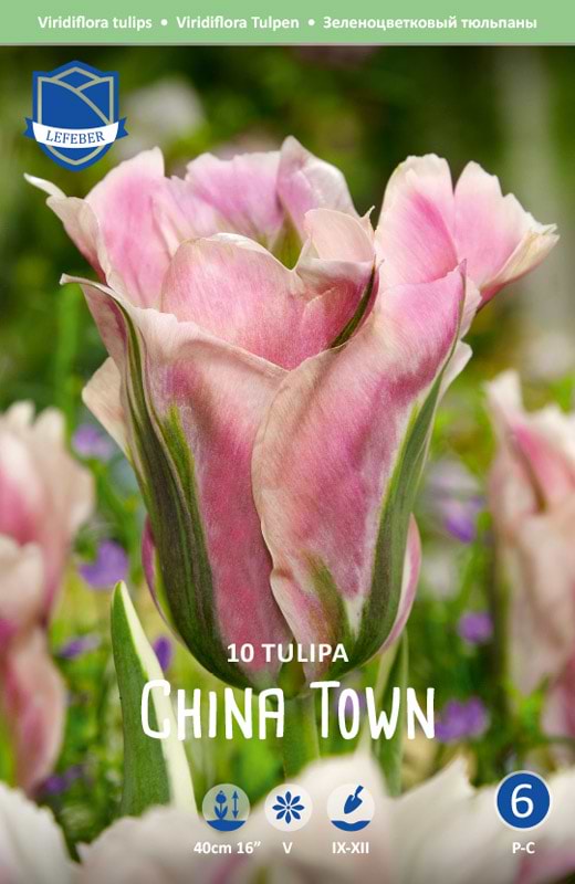 Rosa tulipan med grønne aftegn