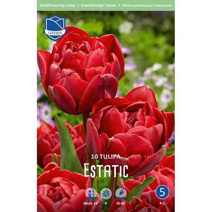 Rød fyldt tulipan Estatic