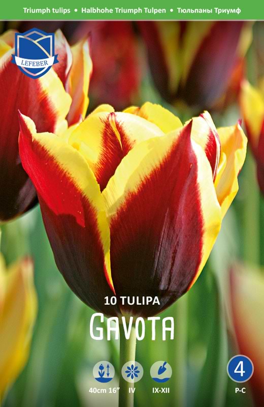 Rød tulipan med gule kanter