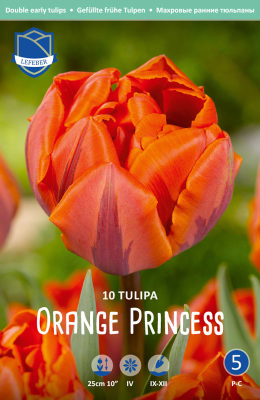 Orange tulipan