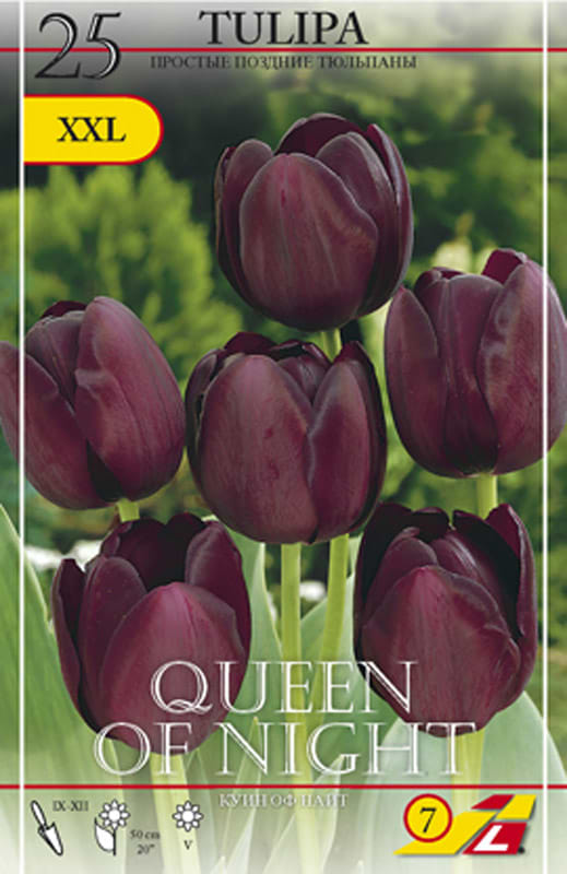 Mørklilla tulipan
