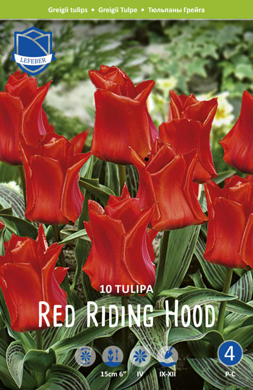 Red riding hood Tulipan