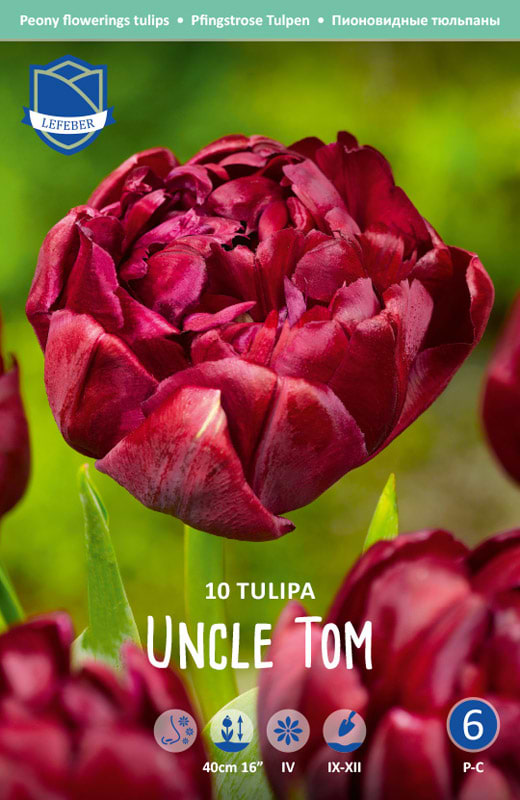 Tulipan pæon