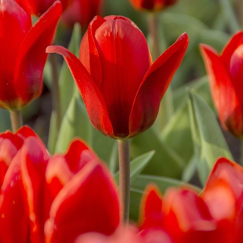 Rød tulipan