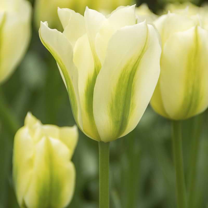 Tulipan grøn