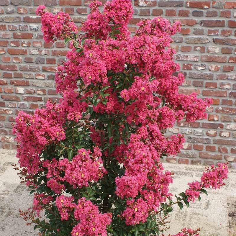 Lagerstroemia 