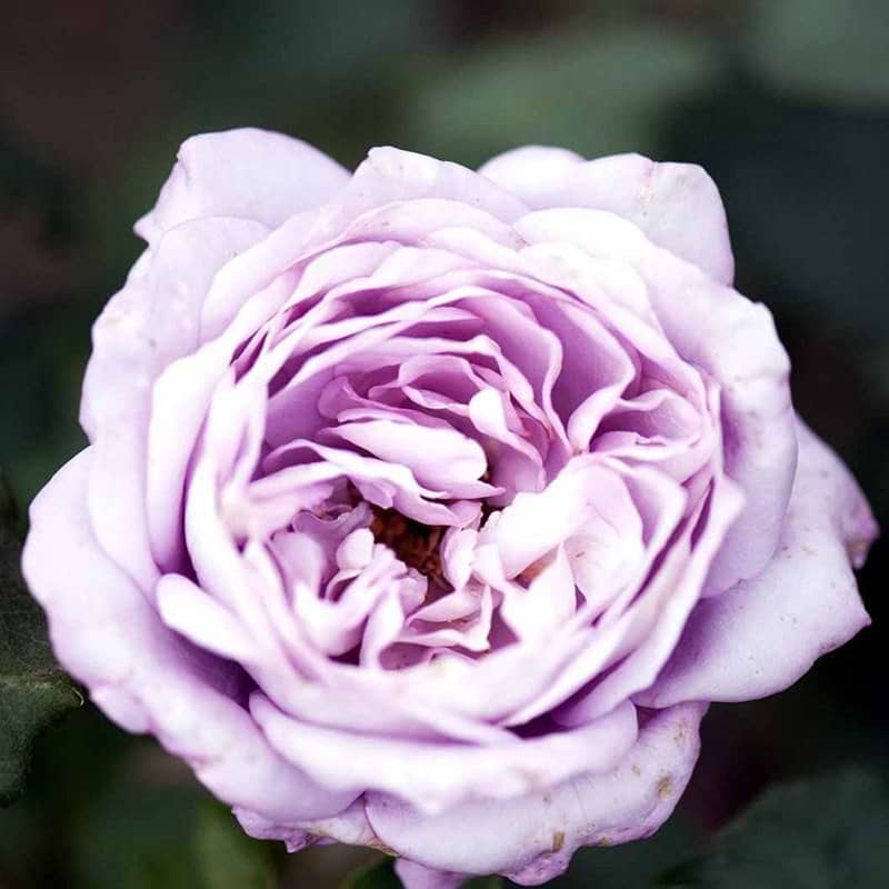 Twice in a Blue Moon rose