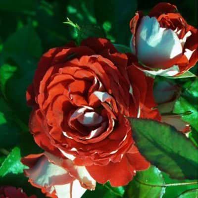 Buketrose (Twin Flower Circus) - Potterose