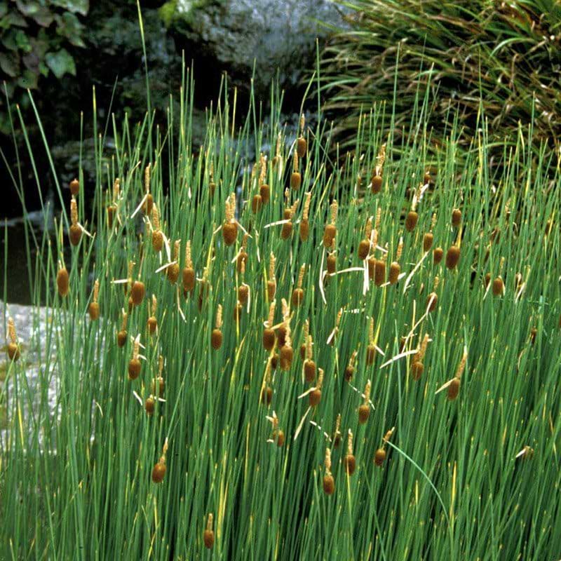 Typha minima