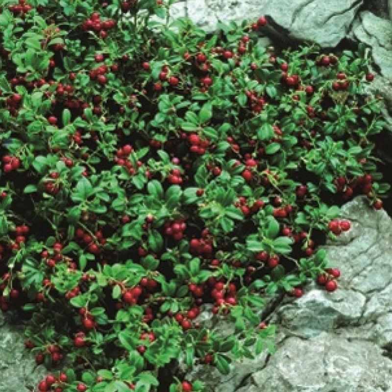 Tyttebær Erntekrone 