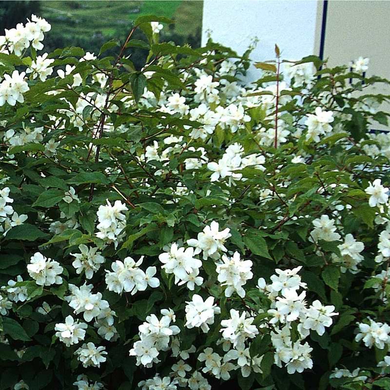 Uægte Jasmin