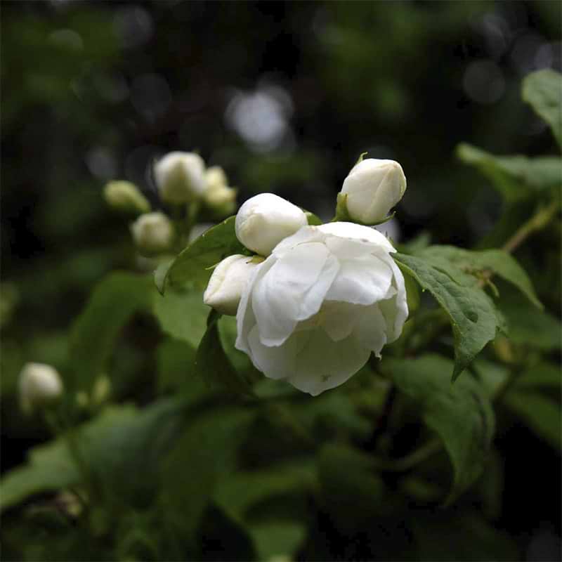 uægte jasmin virginalis virginal
