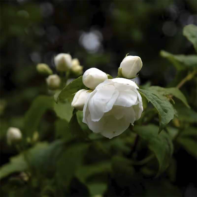UÆGTE JASMIN (PHILADELPHUS VIRGINALIS 'VIRGINAL')Flere Varianter