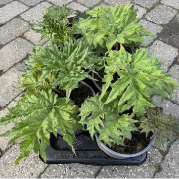 Rabarber (Rheum x hybrid 'Glaskin´s Perpetual') - Prydrabarber