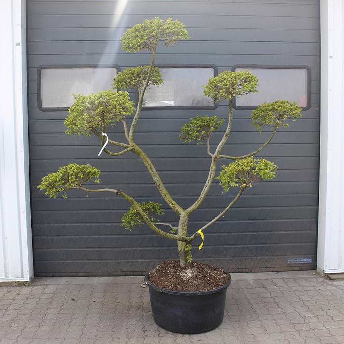 Ulmus minor 'Jacqueline Hillier' Bonsai 180-200 cm