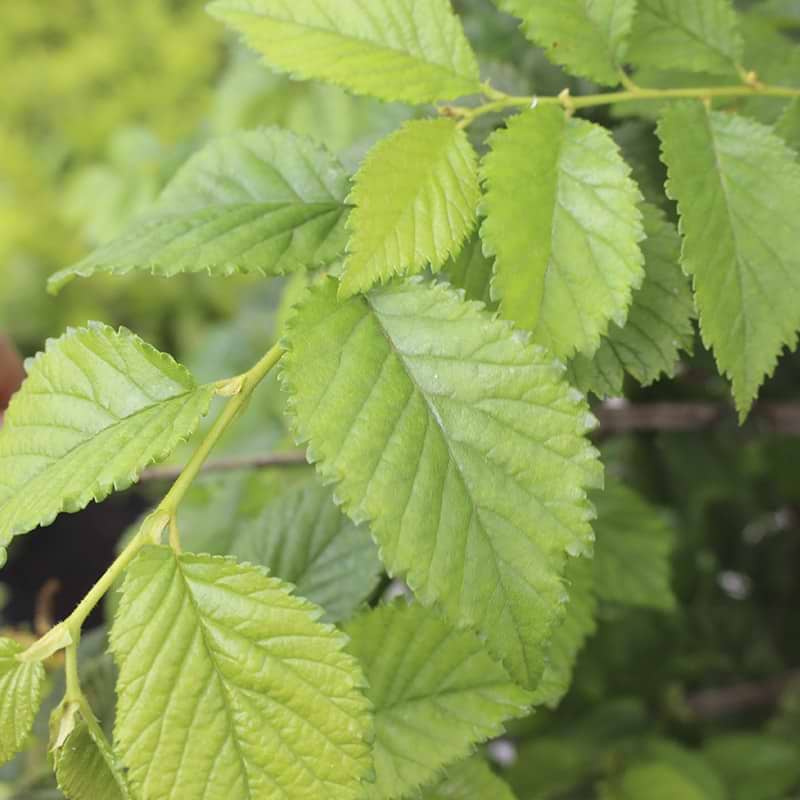 Blade Ulmus