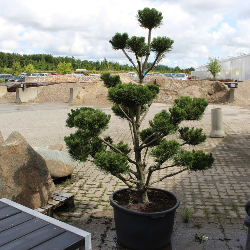 uncinata 170-180 cm bonsai