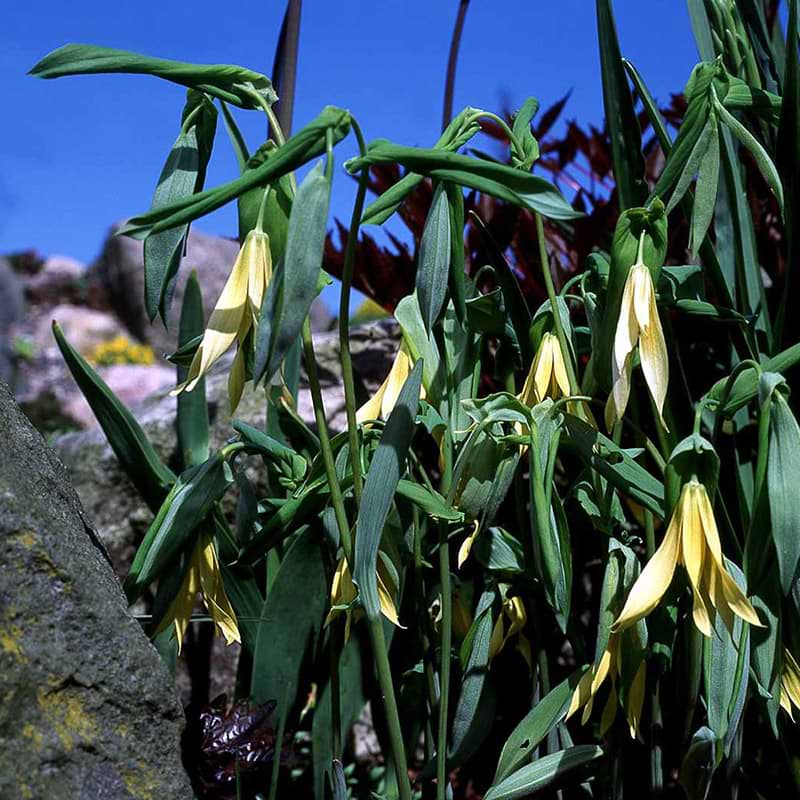 Uvularia grandiflora