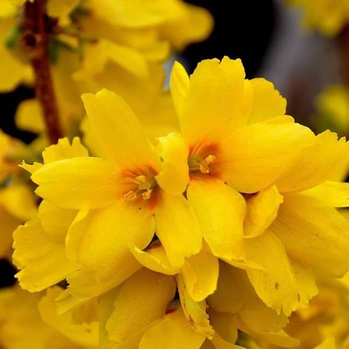 gul blomst