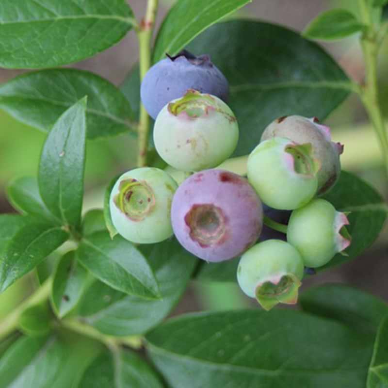 VACCINIUM CORYMBOSUM BINGO BLUE
