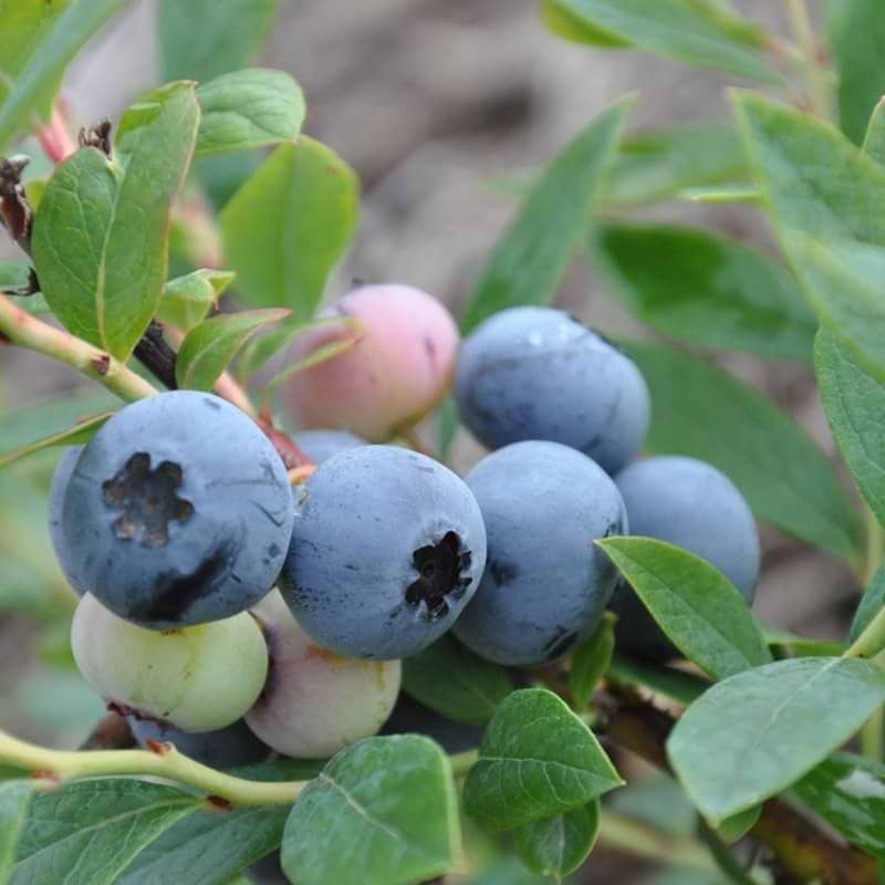 Blåbær Vaccinium corymbosum Sunshine Blue