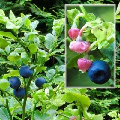 Blåbær (Vaccinium myrtillus) - Flere varianter