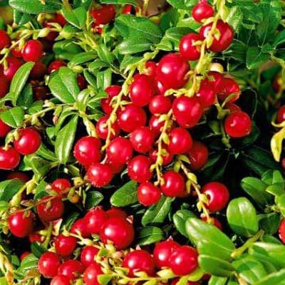 Tyttebær red pearl