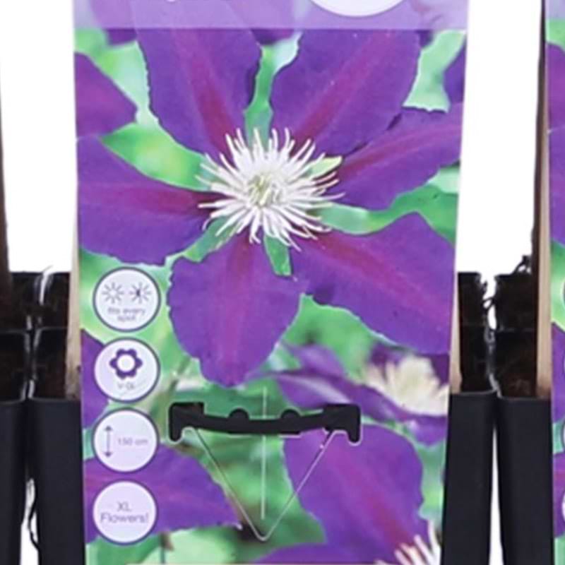 Clematis the vagabond