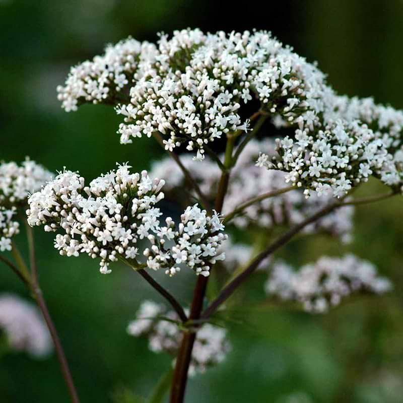 LÆGEBALDRIAN - VALERIANA OFFICINALIS