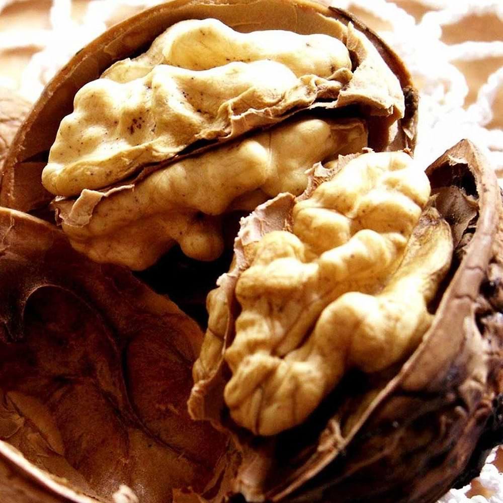 Valnød (Juglans regia 'Chandler') - Flere Varianter
