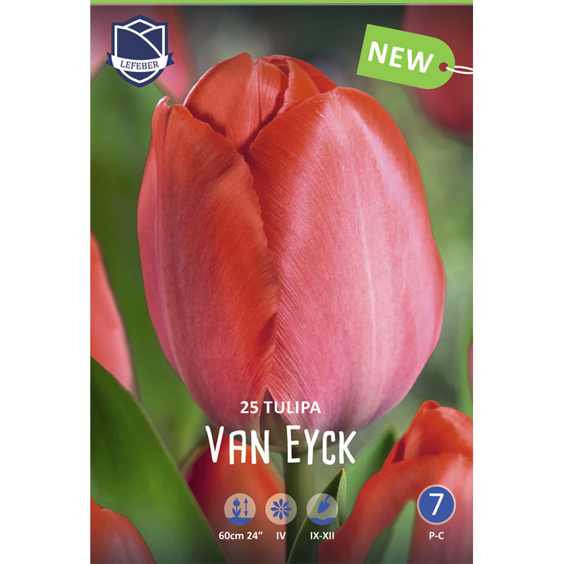 Tulipan Van Eijk