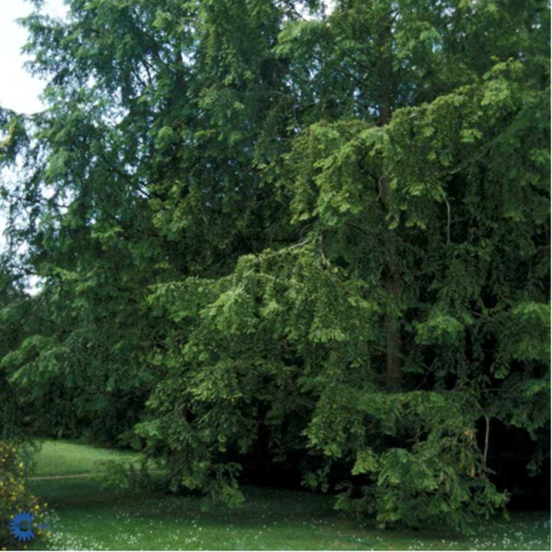 Vandgran (Metasequoia glyptostroboides) 