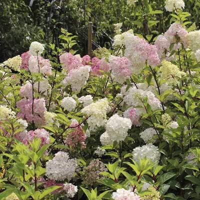 Hydrangea Vanilla fraise