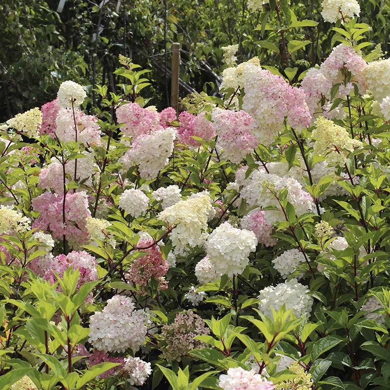 hvid rosa hortensia