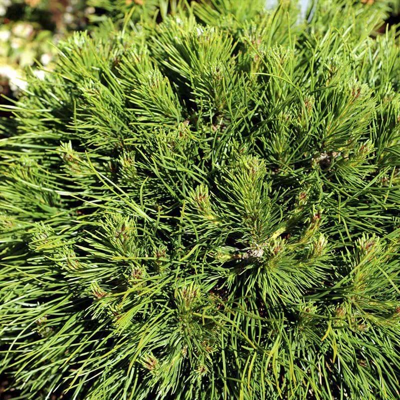 Pinus mugo Varella