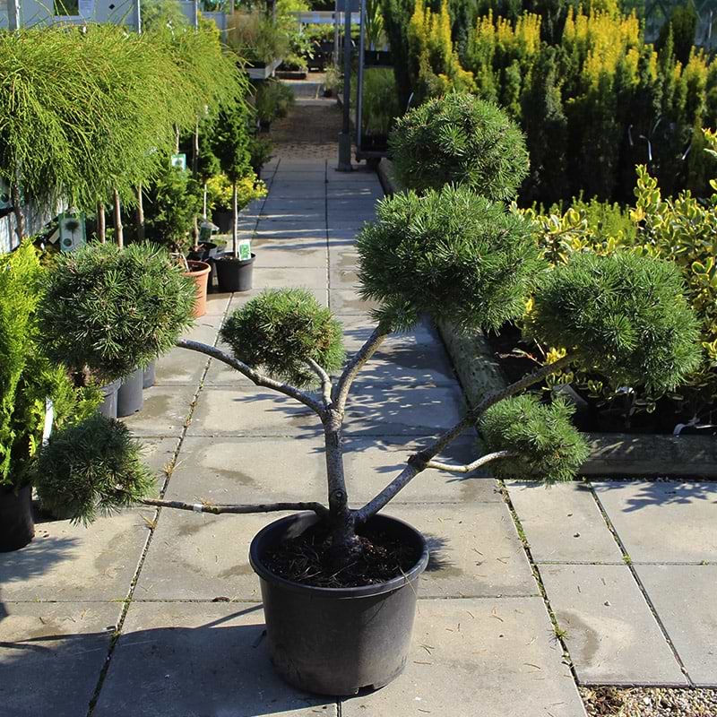 Pinus mugo Bonzai