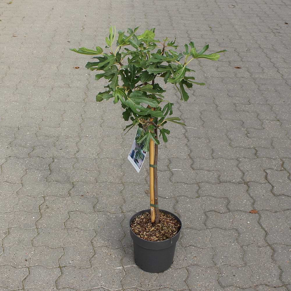 Figen (Ficus carica 'Little miss Figgy') Opstammet 50 cm