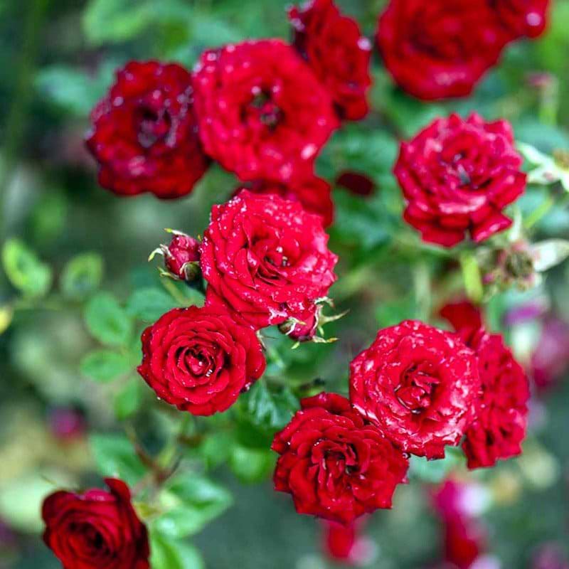 Bunddækkende rose Velvet Cover