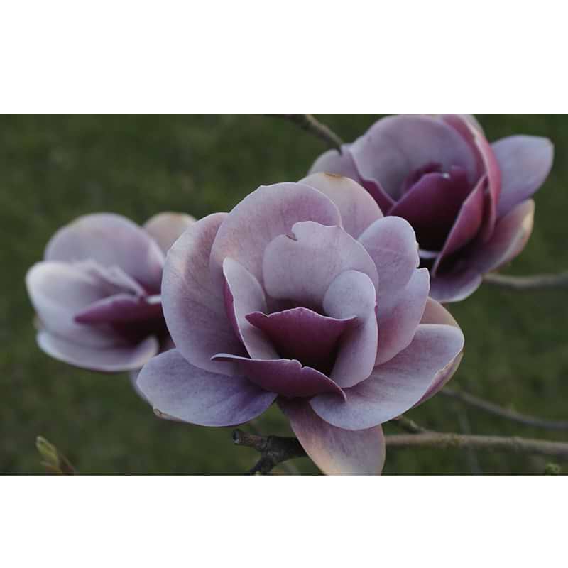 Magnolia (Magnolia 'Venus') Flere varianter 