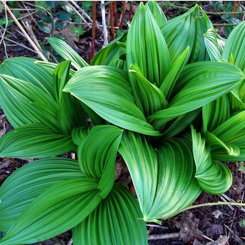 Foldblad VERATRUM NIGRUM