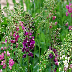 Purpurkongelys (Verbascum phoeniceum)