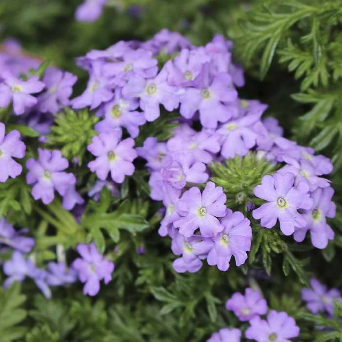 Verbena - Lilla
