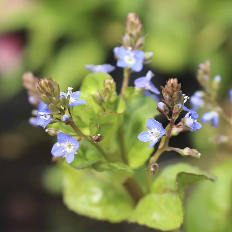 Veronica beccabunga
