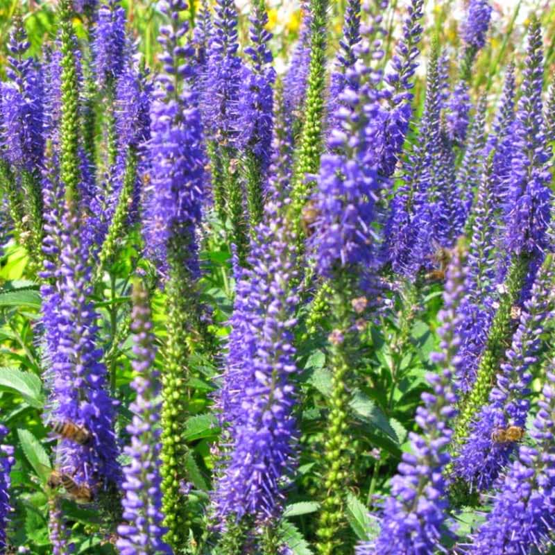 Veronica Longfolia Blauriesin