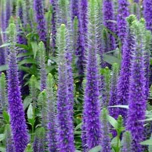 Ærenpris Ulster Dwarf Blue