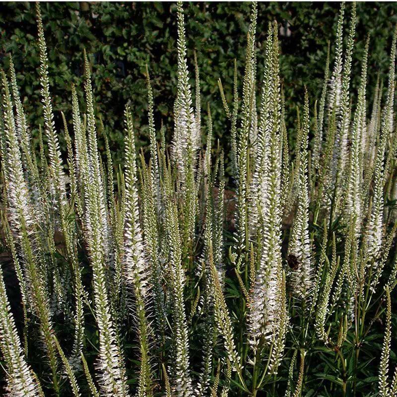 Veronicastrum virginicum Album blomst