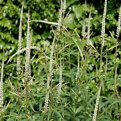 Ærenpris Virginsk (Veronicastrum virginicum 'Album')