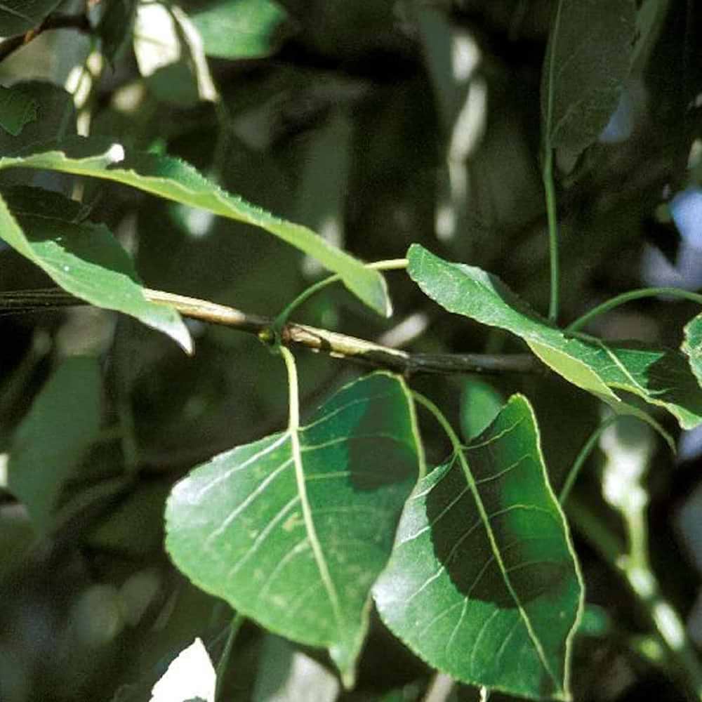 Vestamerikansk balsampoppel