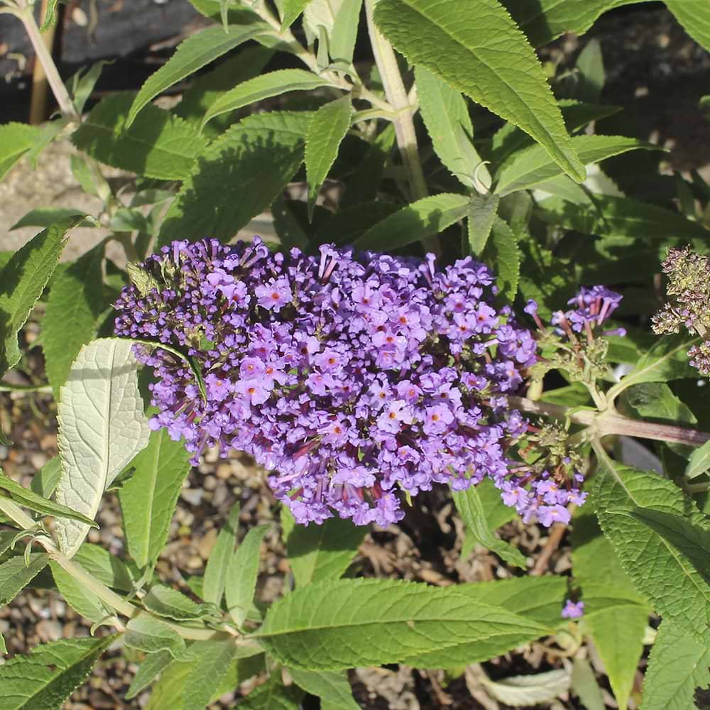 Sommerfuglebusk (Buddleja d. Summer Kids® 'Vivien Violet') Flere varianter